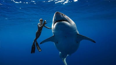 Era capaz de nadar com o maior tubarão do mundo? - TVI