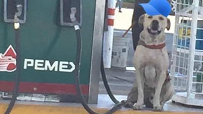 Cão abandonado evita assalto em gasolineira - TVI