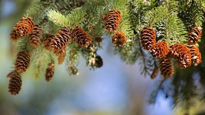 Investigadores detetam antioxidantes e repelentes em cepos e ramos de pinheiro - TVI
