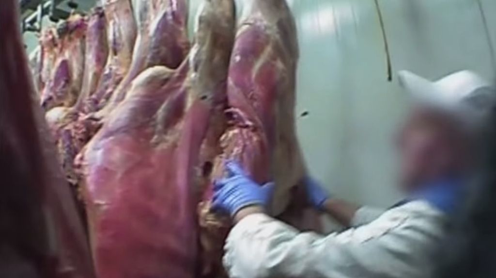 Matadouro exportou carne de vaca sem condições