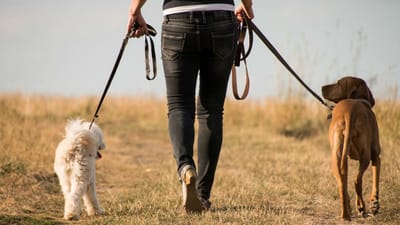 Lei obriga alemães a passear os cães pelo menos duas vezes por dia - TVI
