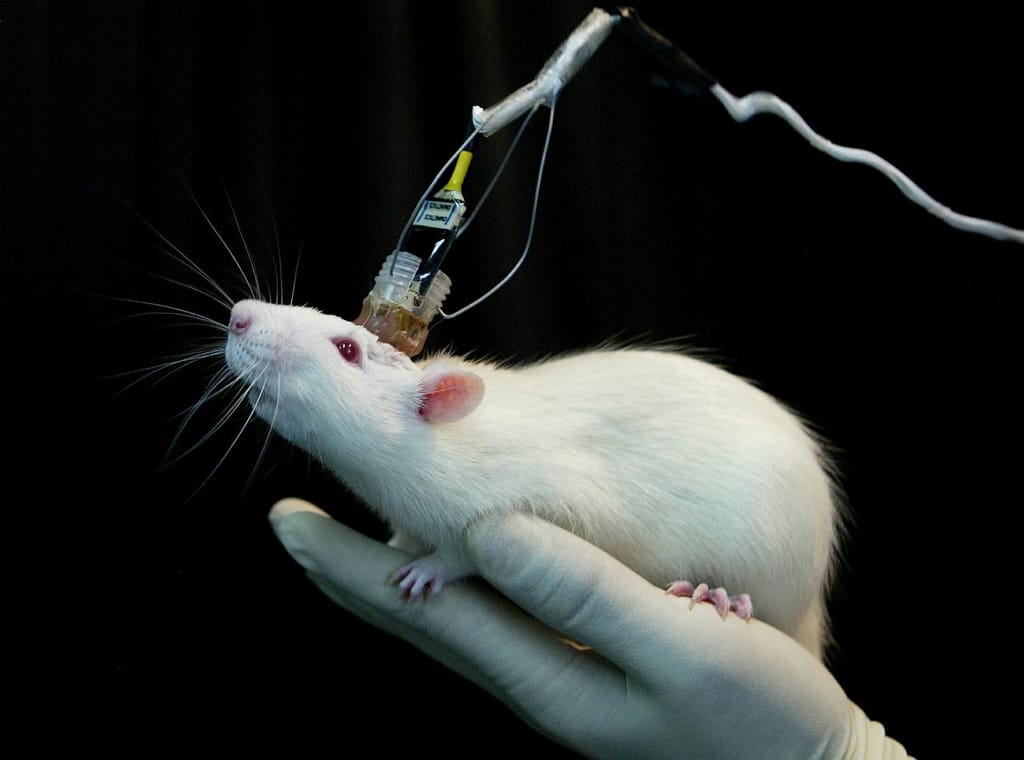 Ratos - laboratório