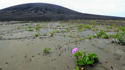 A misteriosa lama florida que está a impressionar a NASA - TVI