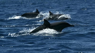 Apareceu morto o golfinho desaparecido da Doca dos Olivais em Lisboa - TVI
