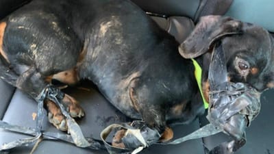 A história do cão que foi encontrado abandonado com fita-cola nas patas e no focinho - TVI