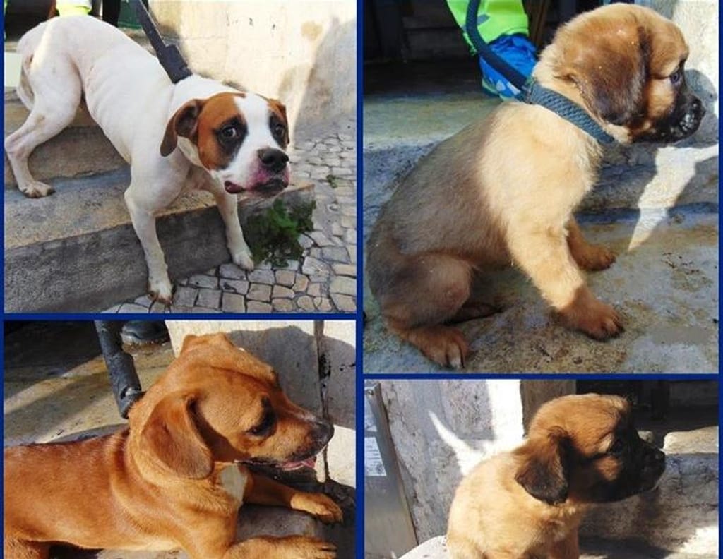 Cães e cachorros resgatados pela PSP de Lisboa