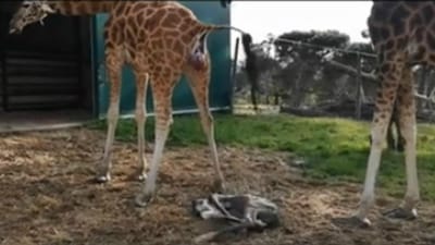 Vídeo mostra parto de girafa no Badoca Parque em Santiago do Cacém - TVI