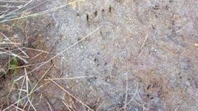 As imagens das pegadas de urso-pardo no Gerês - TVI