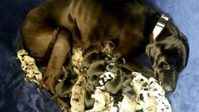Cadela dá à luz 19 crias - TVI