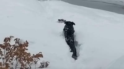 Ficou preso na neve mas o melhor amigo ajudou-o a abrir caminho - TVI