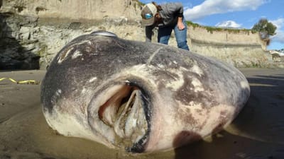 O estranho e misterioso peixe que deu à costa numa praia da Califórnia - TVI