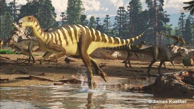Descoberta nova espécie de dinossauro na Austrália - TVI