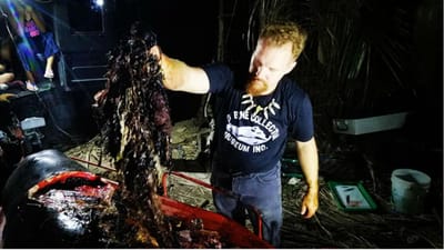 Baleia encontrada morta com 40 quilos de plástico no estômago - TVI