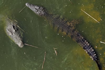Crocodilos matam sete pessoas em poucos meses - TVI