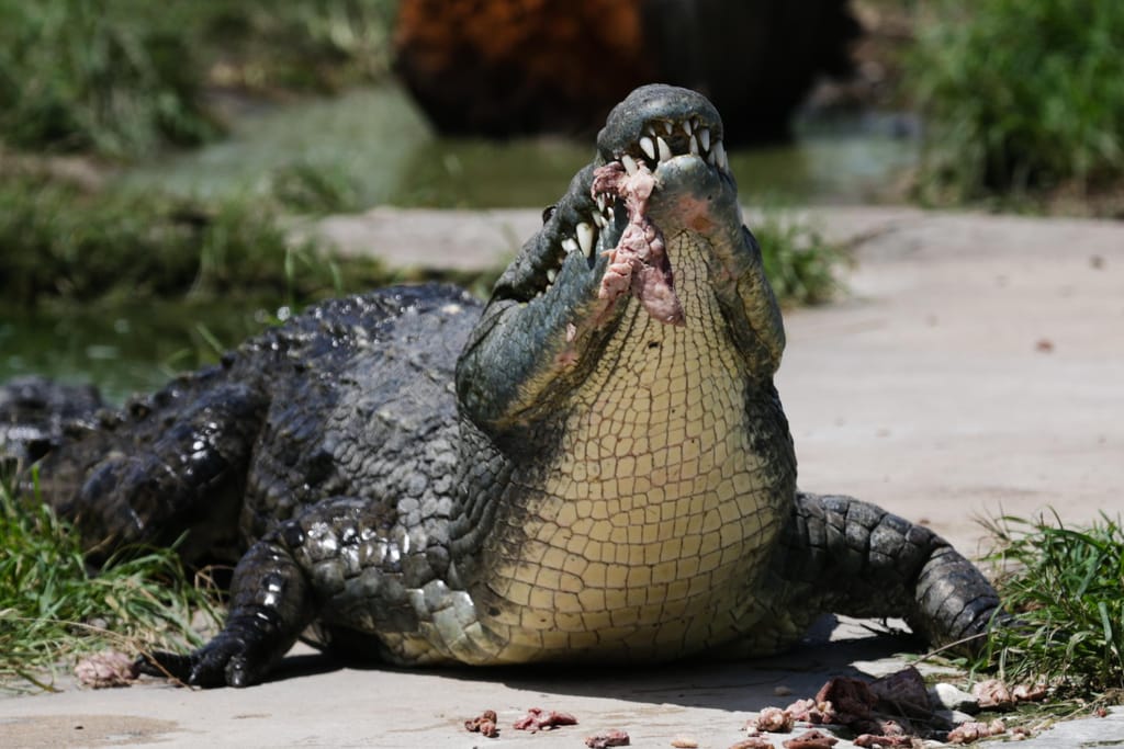 Quinta dos crocodilos, em Moçambique