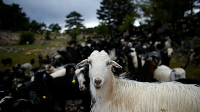 Câmara de Arganil vai usar cabras para limpeza florestal - TVI