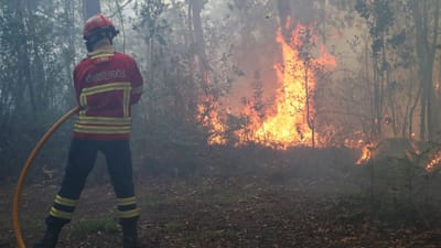 "Portugal é de longe o país mediterrânico que mais sofreu com incêndios florestais" - TVI
