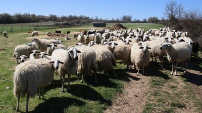 Cerca de cinco mil ovinos no Alentejo detetados com vírus da língua azul - TVI