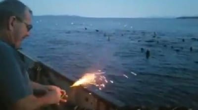 Pescador atira explosivo contra grupo de leões marinhos - TVI