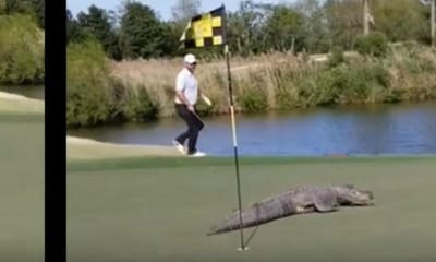 VÍDEO: jogavam golfe até que um jacaré enorme os interrompeu - TVI