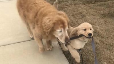Cão ficou cego aos 11 anos e ganhou… um cão-guia de quatro meses - TVI