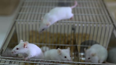Vacina para tratar e prevenir cancro com resultados "prometedores" em ratinhos - TVI