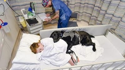 Este cão nunca abandona o dono autista… nem no hospital - TVI