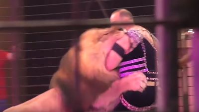 Leão ataca treinador durante espetáculo de circo - TVI