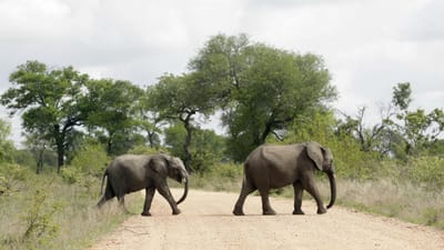 Venda de elefantes rende 2,4 milhões de euros ao Zimbabué - TVI