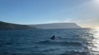 Tubarão-frade avistado junto a praia paradisíaca de Sesimbra - TVI