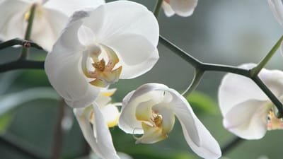 Descoberta regeneração de tecido ósseo a partir de uma orquídea - TVI