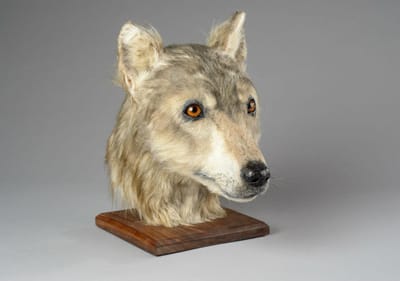 Reconstrução facial revela como eram os cães há 4 mil anos - TVI