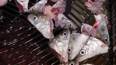 GNR apreende 44 quilos de peixe na Ilha Terceira - TVI