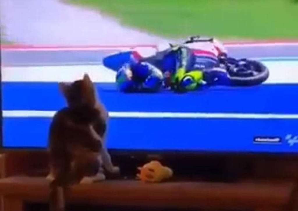 Gato é o 'culpado' do acidente (reprodução Facebook MotoGP)