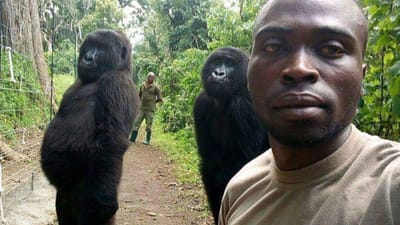 Gorilas tiram "selfie" com guarda florestal - TVI
