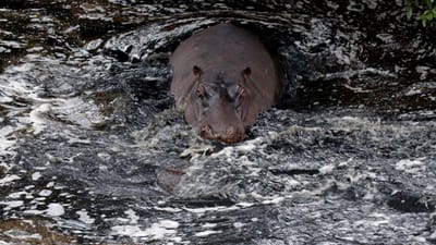 Encontrados 28 hipopótamos mortos em parque da Etiópia - TVI