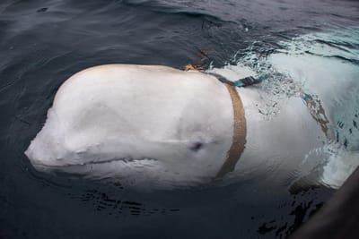 A baleia-branca com coleira que pôs meio mundo a falar em armas russas - TVI