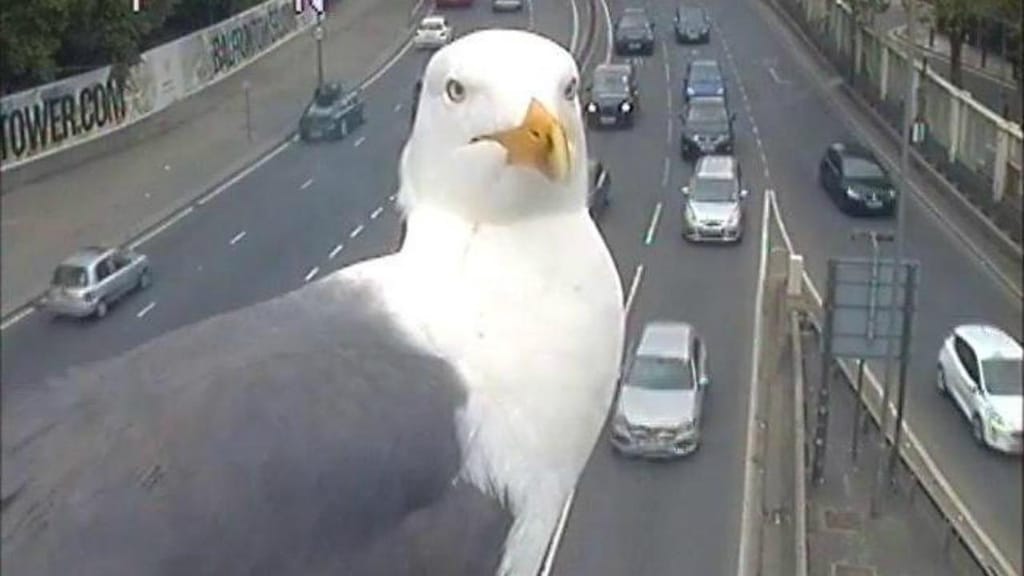 Photobomb de gaivotas em Londres