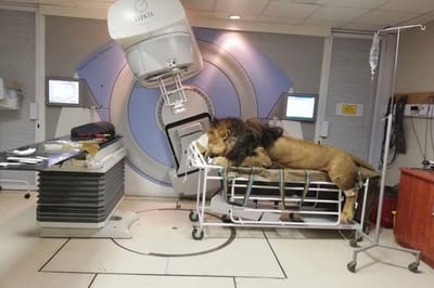 Leão com cancro de pele faz tratamentos de radioterapia no hospital - TVI