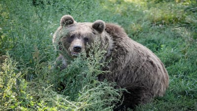 Ataques de urso originam cimeira entre governantes espanhóis e franceses - TVI