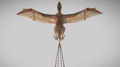 Descoberta nova espécie de dinossauro com asas de morcego - TVI