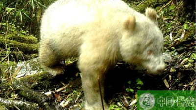 Raro panda albino avistado na China - TVI