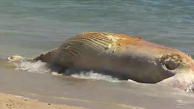Baleia morta dá à costa em Espinho - TVI