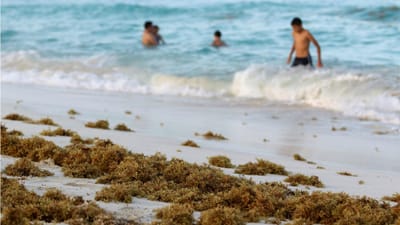 Quantidades de algas marinhas nunca antes vistas invadem praias do México - TVI