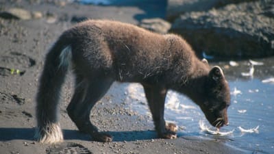 A viagem épica de uma raposa do Ártico: 3.500 quilómetros em 76 dias - TVI
