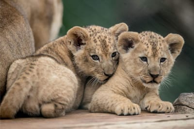 Nasceram duas crias de leão-do-atlas no Safari Park da República Checa - TVI