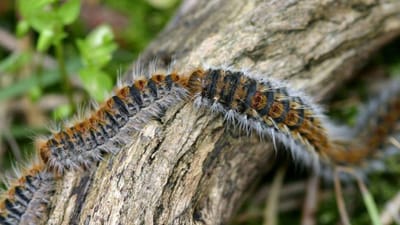 Onda de calor na Europa provoca infestação de lagartas do pinheiro - TVI
