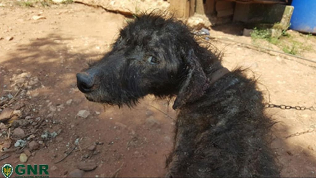 Cão resgatado em Coimbra