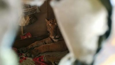 Tigre abriga-se em casa de família indiana durante as monções - TVI