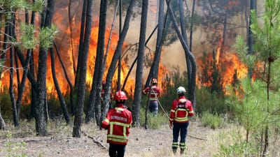 Portugal é "o campeão europeu" dos incêndios; todos os anos arde mais de 3% da floresta - TVI